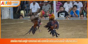 Khám Phá Luật Chơi Đá Gà Chuẩn Xác Mới Nhất Cùng AU88
